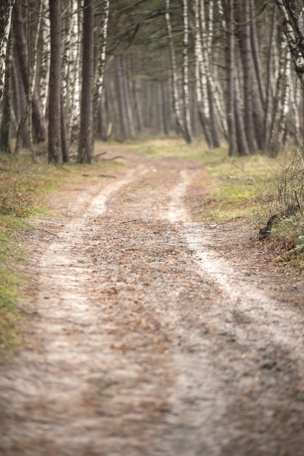 Ein Waldweg führt zwischen hohen Bäumen in die Tiefe