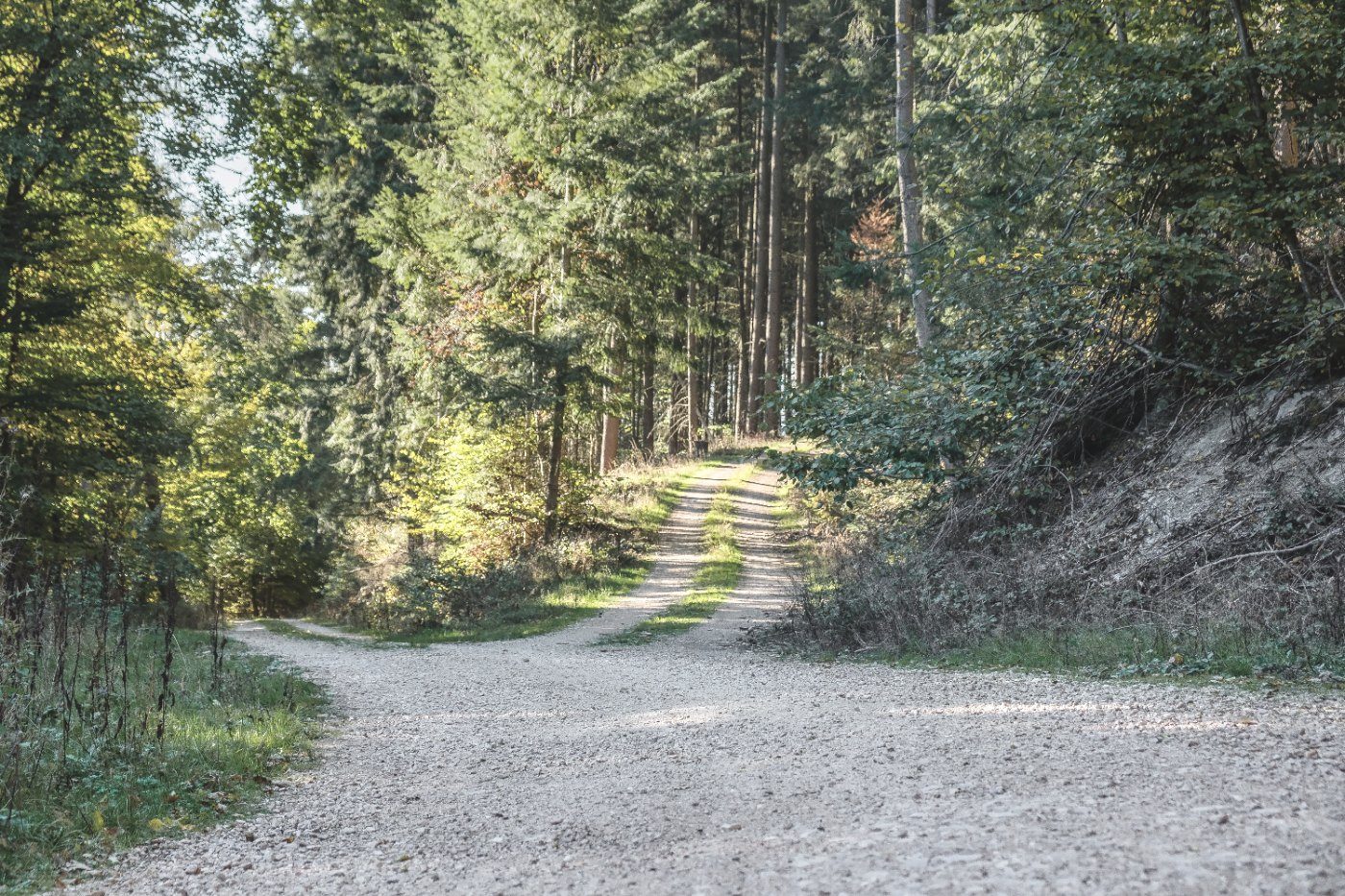 Ein Waldweg gabelt sich in zwei Richtungen, seitliches Sonnenlicht